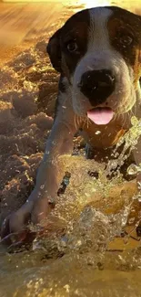 A playful puppy surfing through golden sunset waves.