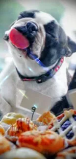 Eager puppy with desserts including cakes and pastries.