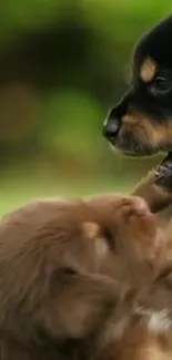 Two adorable puppies playing together in a vibrant scene.