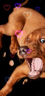 Brown puppy joyfully catching treats on a black background.