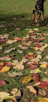 Puppy playing on a lawn covered in colorful autumn leaves.