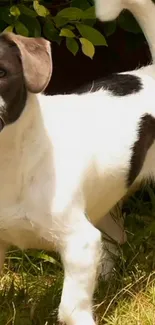 Playful black and white puppy in a garden setting.