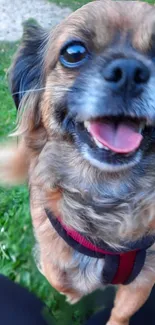 Happy puppy in garden with green grass and vibrant background.