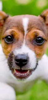 Cute brown and white puppy on a green field background.