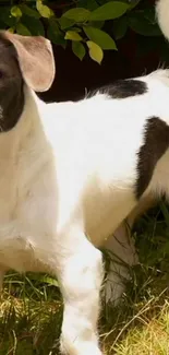 Playful puppy with patches in green garden.