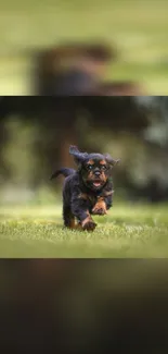 Joyful puppy running in green field phone wallpaper.