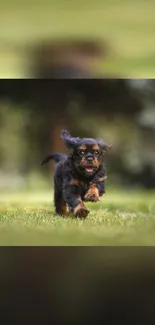 Puppy running joyfully in a green field.