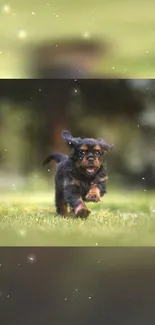 Playful puppy running on a misty green field.