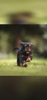 Energetic puppy running in lush green field.