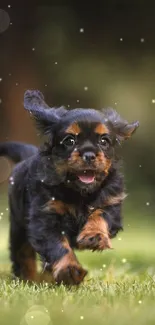 Playful puppy running on green grass in the park, perfect for wallpaper.