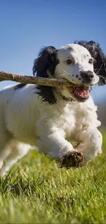 Playful puppy running in grassy field with stick