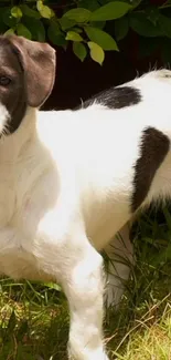 Cute black and white puppy playing in the grass.