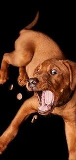 Playful puppy catching treats on black background.