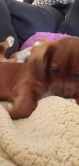 Cute brown puppy resting on a cozy beige blanket.