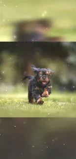 Adorable puppy runs joyfully on grass, with a nature background.