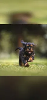 A playful puppy running joyfully on green grass in a natural outdoor setting.