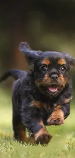 Cute puppy running on grass in a vibrant wallpaper.