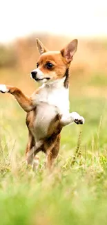 Playful puppy standing in a grassy field.