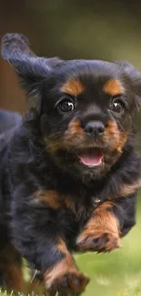 Adorable puppy running on green grass.