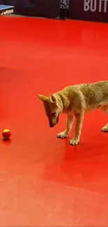 Puppy examines ball on red floor.