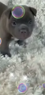 Adorable puppy on textured carpet with bubbles.