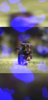 Playful puppy running with purple heart bokeh.