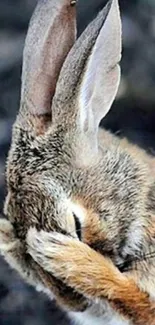 A cute rabbit covering its face, displaying playful behavior.