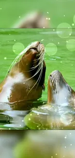 Playful sea lions in a green watery scene for mobile wallpaper.