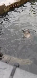 Seals swimming in a pool of clear water.