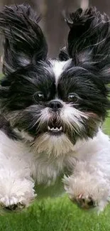 Playful Shih Tzu puppy running on grass.