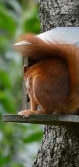 Curious squirrel exploring a birdhouse with lush greenery in the background.