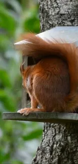 Curious squirrel exploring a birdhouse with lush green background.