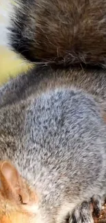 Close-up of a playful squirrel in its natural habitat.