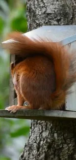 Squirrel exploring a treehouse with bushy tail visible.