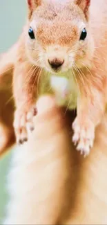 Leaping squirrel with soft brown fur in a dynamic wildlife wallpaper.