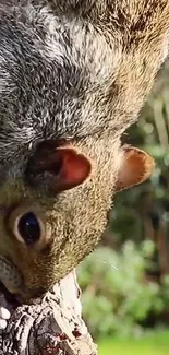 Close-up of a squirrel on a tree in nature.