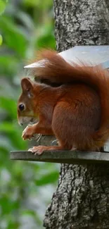 Squirrel sitting on a tree in forest wallpaper.