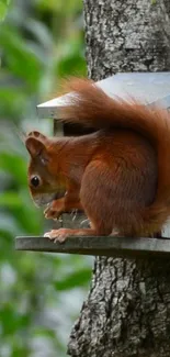 A red squirrel perched on a tree, surrounded by green leaves.