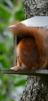 Cute squirrel peeking out of a wooden box on a tree.