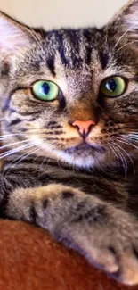 Close-up of a tabby cat with green eyes and a content expression.