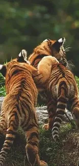 Two playful tiger cubs clamber over rocks in a lush forest setting.