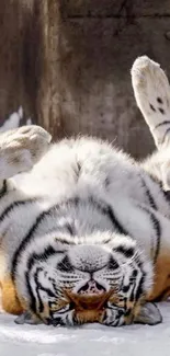 Playful tiger rolling in snowy landscape.