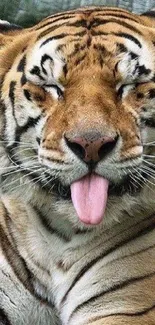 Playful tiger with tongue out on mobile wallpaper.