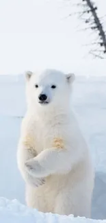 Polar bear standing in snowy arctic landscape.