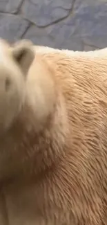 Close-up view of a polar bear's fur in tan hues.