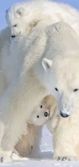 Polar bear family in a snowy Arctic scene, perfect for mobile wallpaper.