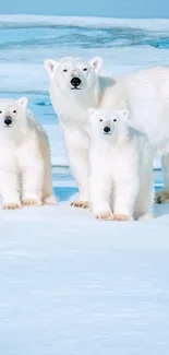 Polar bear family on icy landscape mobile wallpaper.