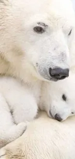 Polar bear and cub cuddling in the snow, showcasing family bonds.