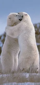 Polar bears hugging in a snowy landscape.