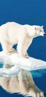 Polar bear standing on ice in the blue ocean, reflecting in water.